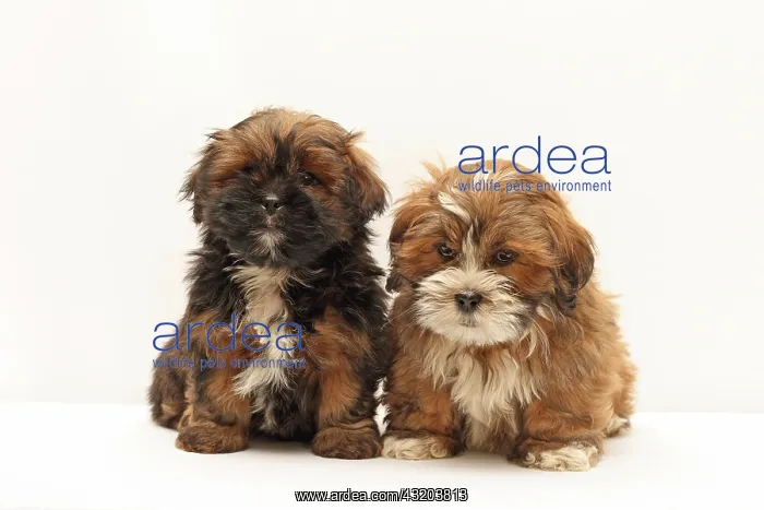 : 2 Lhasa Apso puppies, 8 weeks : 2 Lhasa Apso puppies, 8 weeks