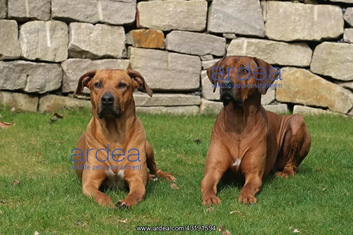 : 2 male Rhodesian Ridgeback dogs lying side by side : 2 male Rhodesian Ridgeback dogs lying side by side