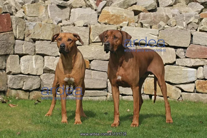 : 2 male Rhodesian Ridgeback dogs standing side by : 2 male Rhodesian Ridgeback dogs standing side by