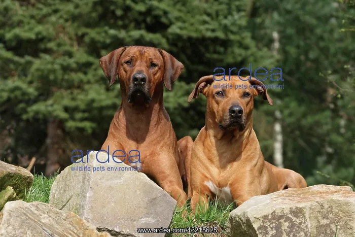 : 2 Rhodesian Ridgeback dogs lying side by side on : 2 Rhodesian Ridgeback dogs lying side by side on