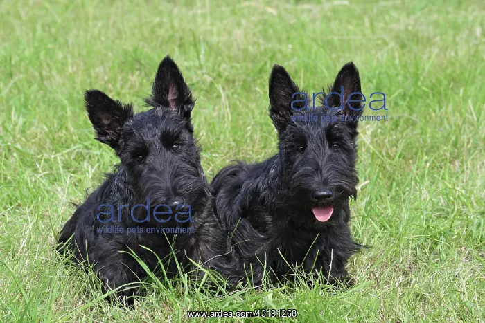 : 2 Scottish Terriers, 4 months old, sitting side : 2 Scottish Terriers, 4 months old, sitting side