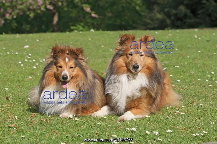 : 2 Shetland Sheepdogs, Sheltie, lying side by side : 2 Shetland Sheepdogs, Sheltie, lying side by side