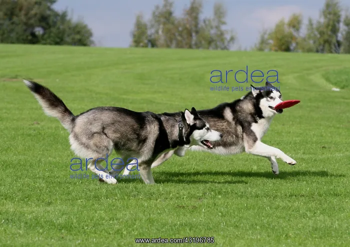 : 2 Siberian Huskys running over a meadow and playing : 2 Siberian Huskys running over a meadow and playing