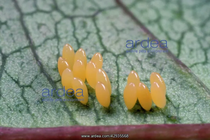 : 2-Spot Ladybird - clutch of eggs : 2-Spot Ladybird - clutch of eggs