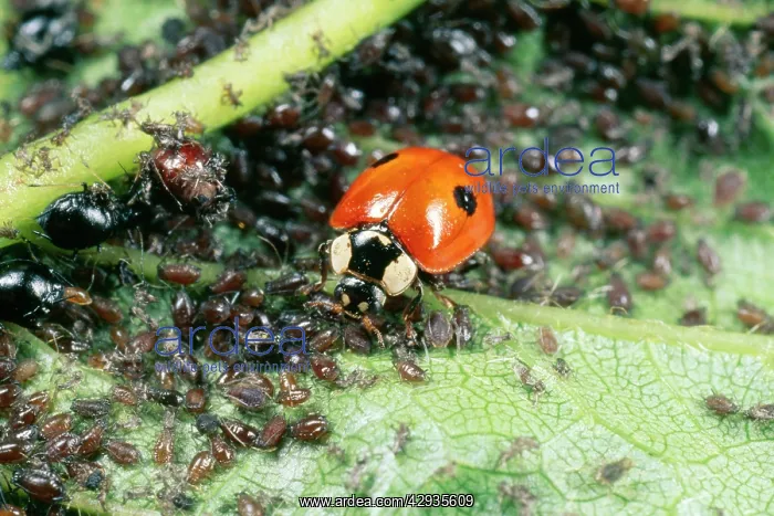  : 2-spot Ladybird - feeding on aphids