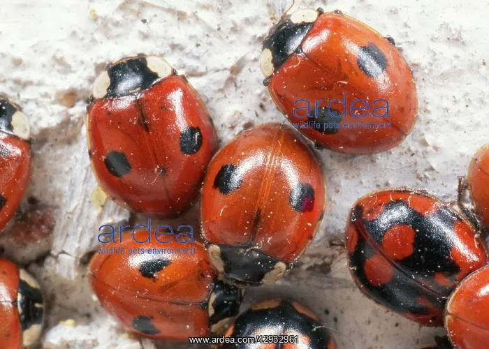 : 2-spot Ladybird - hibernating group : 2-spot Ladybird - hibernating group