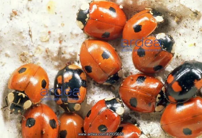 : 2-spot Ladybird - hibernating group : 2-spot Ladybird - hibernating group