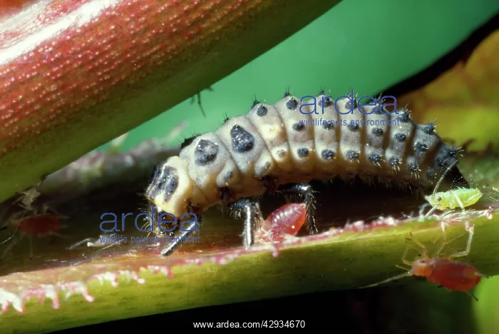 : 2-spot Ladybird - larva with aphids : 2-spot Ladybird - larva with aphids