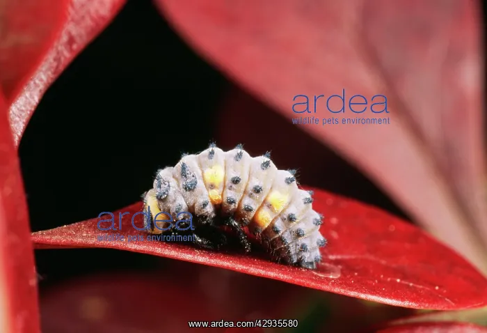 : 2-SPOT LADYBIRD - larvae about to pupate : 2-SPOT LADYBIRD - larvae about to pupate