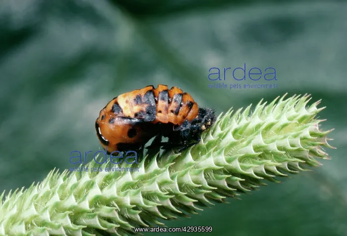: 2-spot Ladybird Pupa : 2-spot Ladybird Pupa