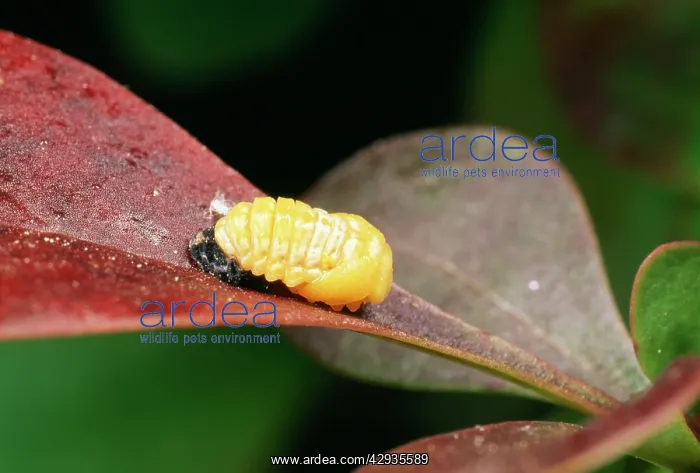 : 2-Spot Ladybird- recently formed pupa : 2-Spot Ladybird- recently formed pupa