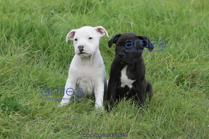 : 2 Staffordshire Bull Terrier puppies, 6 weeks old : 2 Staffordshire Bull Terrier puppies, 6 weeks old