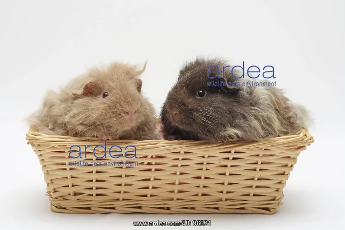 : 2 Texel guinea pigs, 4 months old, sitting next : 2 Texel guinea pigs, 4 months old, sitting next