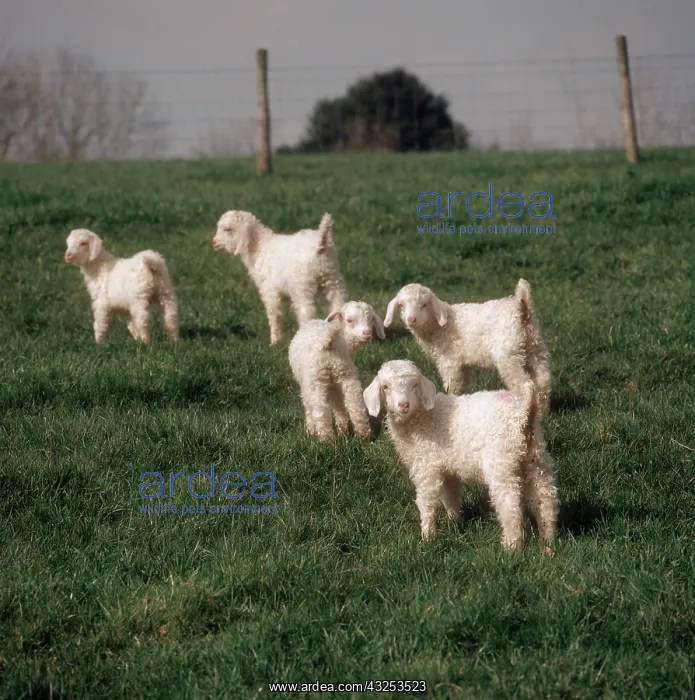 : 2-week old Angora Kids : 2-week old Angora Kids