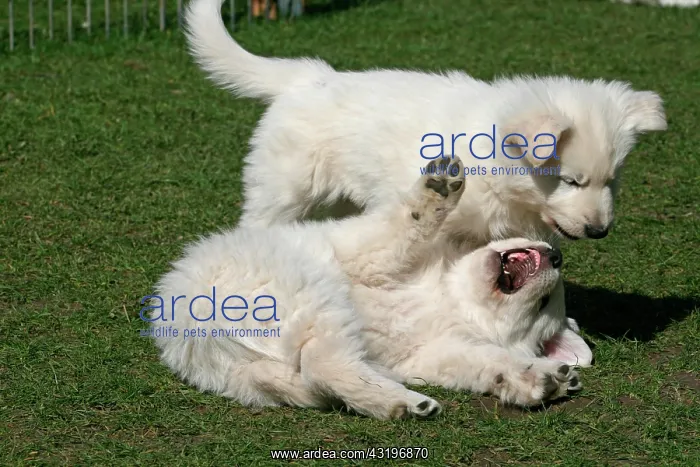 : 2 White Swiss Shepherd puppies, 7 weeks old, playing : 2 White Swiss Shepherd puppies, 7 weeks old, playing