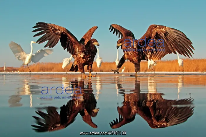 : 2 White-tailed Eagles with outstretched wings : 2 White-tailed Eagles with outstretched wings