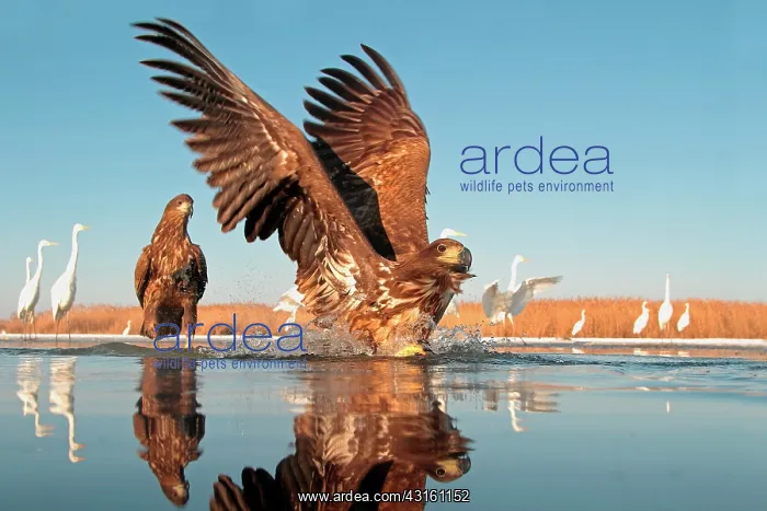: 2 White-tailed Eagles with outstretched wings : 2 White-tailed Eagles with outstretched wings