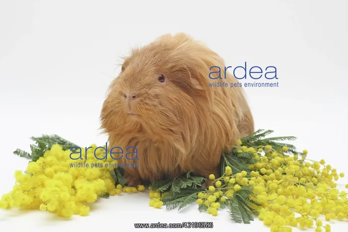 : 2 year-old Sheltie guinea pig lying between yellow : 2 year-old Sheltie guinea pig lying between yellow