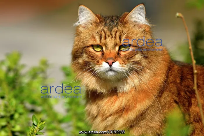 : 2 year old Siberian cat (Felis catus), Burgundy : 2 year old Siberian cat (Felis catus), Burgundy