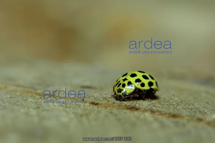 : 22-spot Ladybird : 22-spot Ladybird