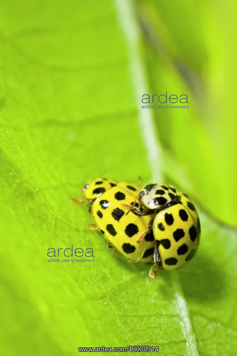 : 22-spot Ladybird - mating : 22-spot Ladybird - mating