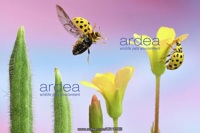 : 22-spot ladybird (Psyllobora vigintiduopunctata) : 22-spot ladybird (Psyllobora vigintiduopunctata)