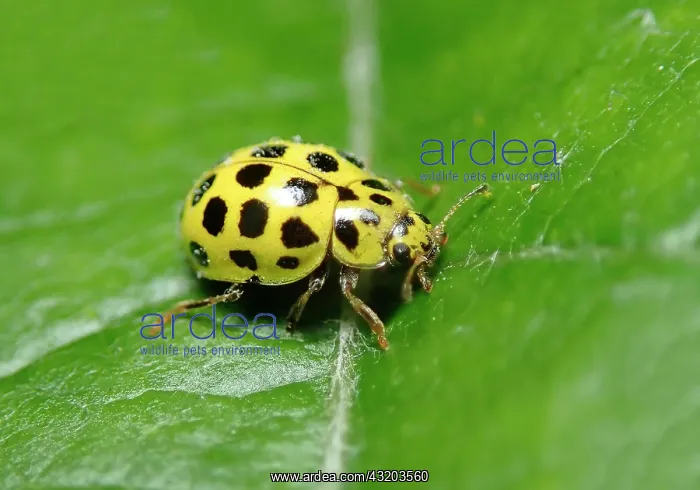 : 22-spot ladybird (Psyllobora vigintiduopunctata) : 22-spot ladybird (Psyllobora vigintiduopunctata)