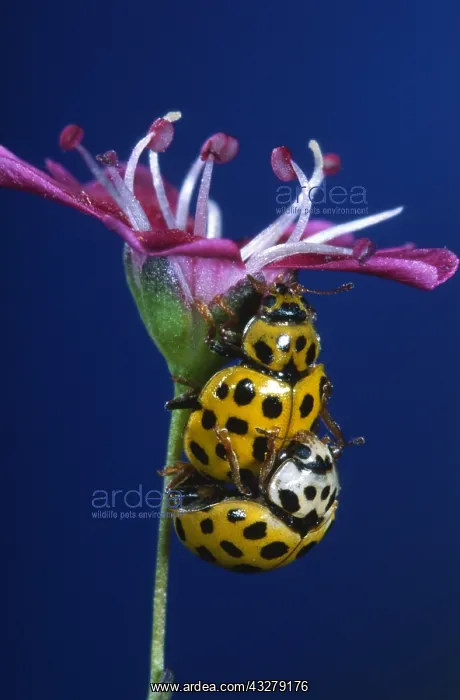 : 22-spot Ladybird (Psyllobora vigintiduopunctata : 22-spot Ladybird (Psyllobora vigintiduopunctata