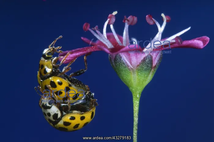 : 22-spot Ladybird (Psyllobora vigintiduopunctata : 22-spot Ladybird (Psyllobora vigintiduopunctata