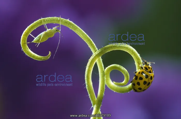  : 22-spot Ladybird (Psyllobora vigintiduopunctata
