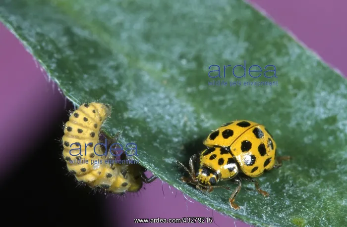 : 22-spot Ladybird (Psyllobora vigintiduopunctata : 22-spot Ladybird (Psyllobora vigintiduopunctata
