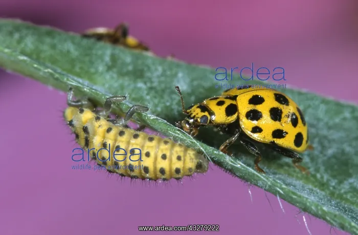 : 22-spot Ladybird (Psyllobora vigintiduopunctata : 22-spot Ladybird (Psyllobora vigintiduopunctata