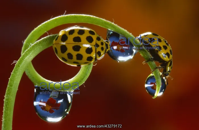 : 22-spot Ladybirds (Psyllobora vigintiduopunctat : 22-spot Ladybirds (Psyllobora vigintiduopunctat