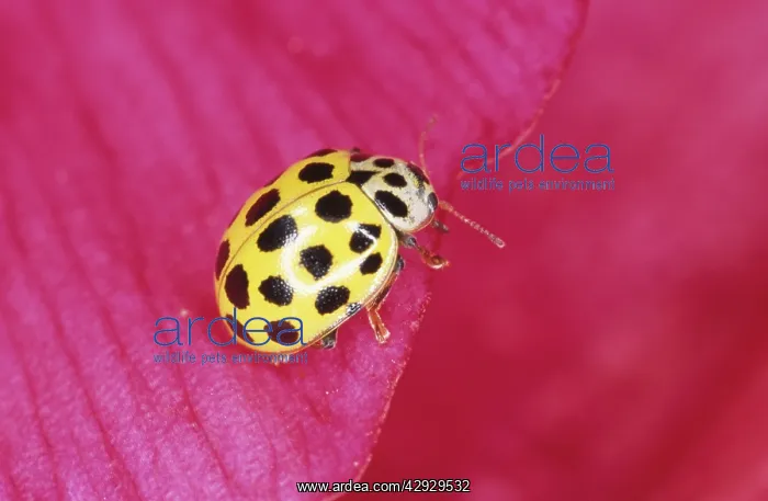 : 22-Spot Yellow LADYBIRD : 22-Spot Yellow LADYBIRD