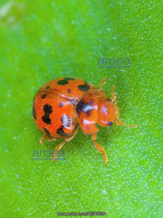 : 24-spot ladybird : 24-spot ladybird