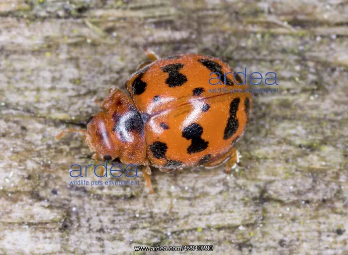 : 24-spot ladybird : 24-spot ladybird