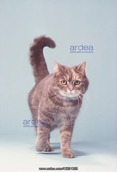 : 3 / 4 BLUE CREAM CAT : 3 / 4 BLUE CREAM CAT
