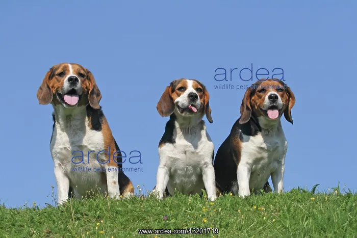 : 3 Beagles sitting next to each other on a lawn 3 : 3 Beagles sitting next to each other on a lawn 3