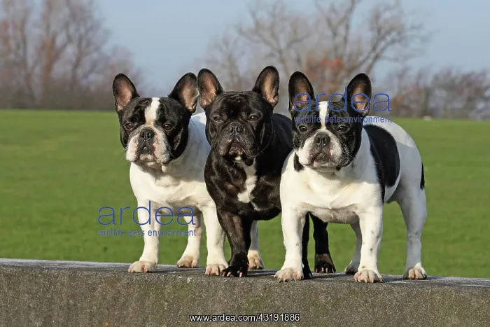: 3 French Bulldogs, male, standing next to each other : 3 French Bulldogs, male, standing next to each other