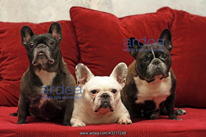 : 3 French Bulldogs sitting next to each other on : 3 French Bulldogs sitting next to each other on