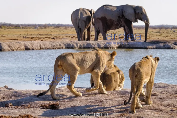 : 3 Lionesses (Panthera leo) drink at watering hole : 3 Lionesses (Panthera leo) drink at watering hole