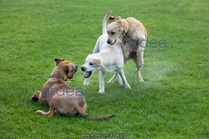  : 3 pups playing in garden