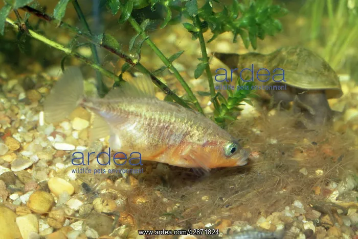  : 3-spined Stickleback - male at nest