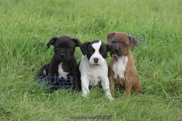 : 3 Staffordshire Bull Terrier puppies, 6 weeks old : 3 Staffordshire Bull Terrier puppies, 6 weeks old