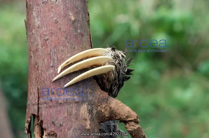  : 3-toed Sloth - close-up of claw