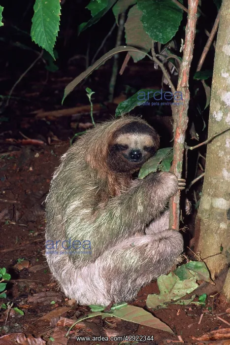 : 3-toed Sloth - defacating, digs hole & covers with earth : 3-toed Sloth - defacating, digs hole & covers with earth