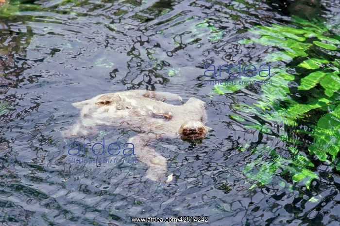  : 3-toed Sloth - swimming