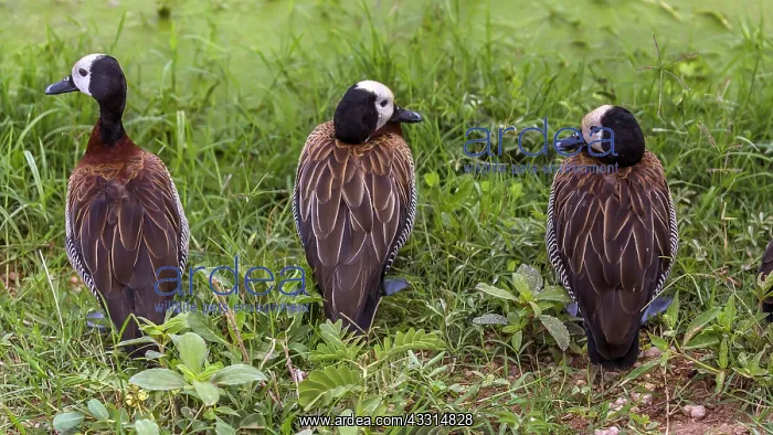 : 3 White - Faced tree ducks observing the marsh : 3 White - Faced tree ducks observing the marsh