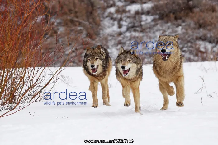  : 3 Wolves (Canis lupus) running through snow, Montana