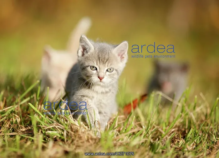 : 3 young domestic cats, kittens, 6 weeks, walking : 3 young domestic cats, kittens, 6 weeks, walking